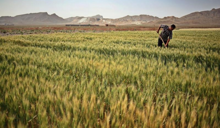Egiptul a cumpărat încă 60.000 de tone de grâu românesc, la 189,74 dolari pe tonă