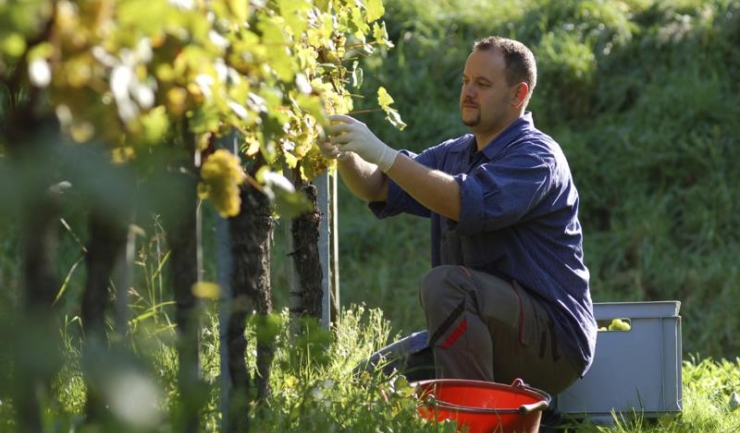 Producția mondială de vin scade cu 5% în 2016, din cauza condițiilor meteo extreme