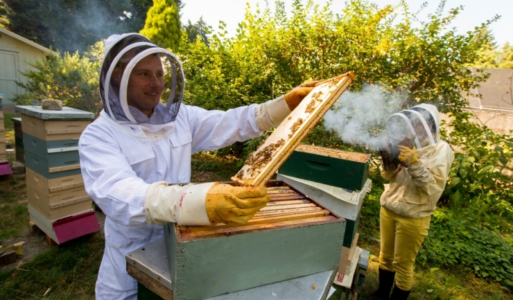 APIA a primit cu 30% mai multe cereri de sprijin de la apicultori față de anul trecut, așa că va împărți mai puțini bani, dar îi va ajuta pe toți