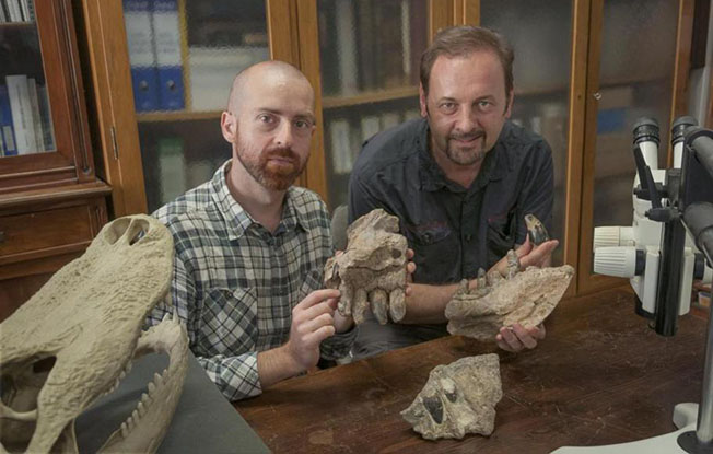 Simone Maganuco (stânga) şi Dal Sasso (dreapta), cercetători ai Muzeului de Istorie Naturală din Milano, prezintă oasele craniului lui Razanandrongobe sakalavae. Fotografie de: Giovanni Bindellini