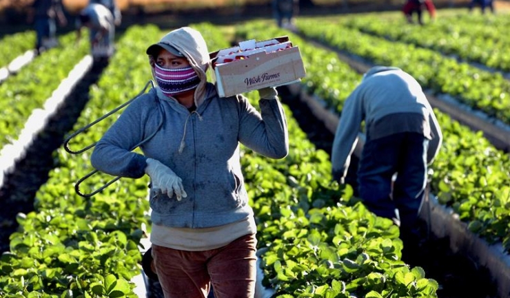 Se caută soluții pentru a aduce în țară cei 28 miliarde euro ai „căpșunarilor“