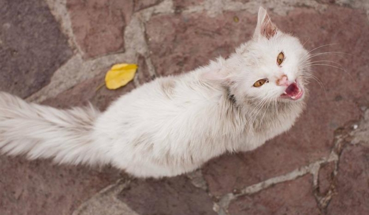 Pisica refugiaților sirieni a rămas fără o lăbuță, tăiată cu sabia după ce felina a fost prinsă furând din coșul de gunoi