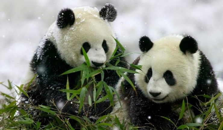 Cică, dacă dispare Prima Casă, toți urșii panda vor continua să mestece bambus în același ritm ancestral