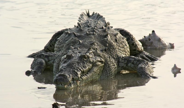 Analistul Florin Cîțu: „Sistemul bancar se aseamănă cu un crocodil - e un animal de pradă, care trăiește doar pentru a mânca ce ucide“