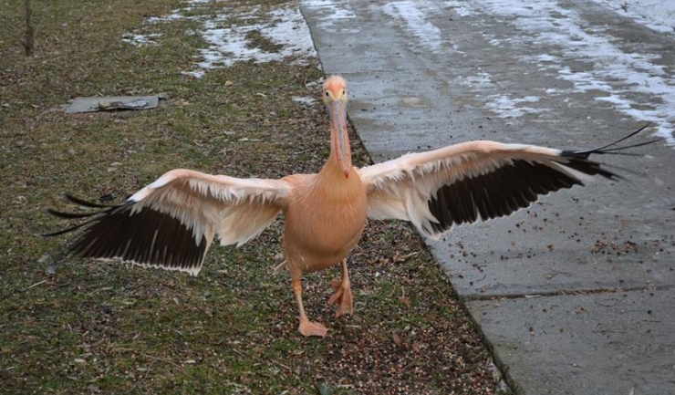 Rămas fără cel mai bun prieten, pelicanul Costică s-a izolat și nu mai este atât de vesel ca înainte