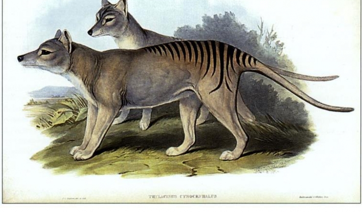 Misteriosul tigru tasmanian