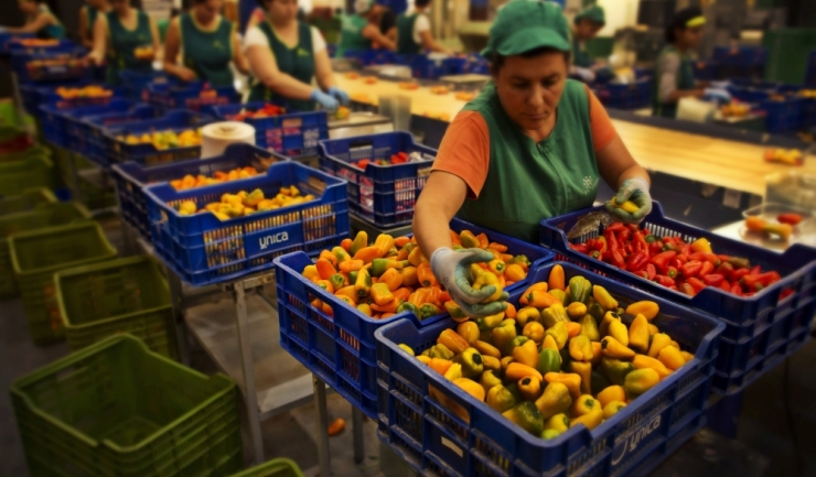Deficitul balanței comerciale cu produse agroalimentare s-a adâncit la peste 620 milioane euro în ianuarie - aprilie...