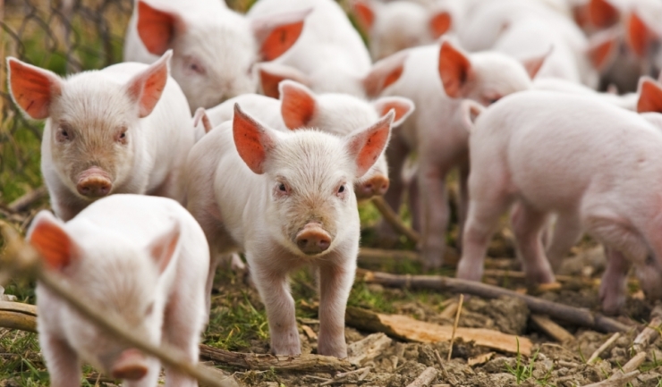 Rusia nu mai vrea porci din România. România n-a mai trimis niciun porc în Rusia de mai bine de trei ani...