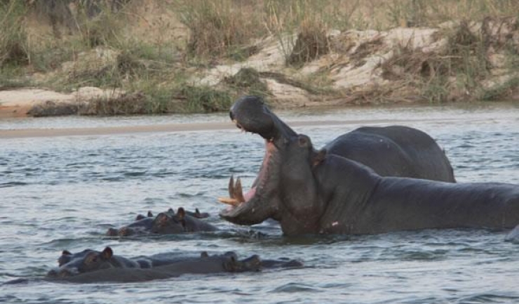 Autoritățile din Namibia se tem că hipopotamii au fost răpuși de antrax