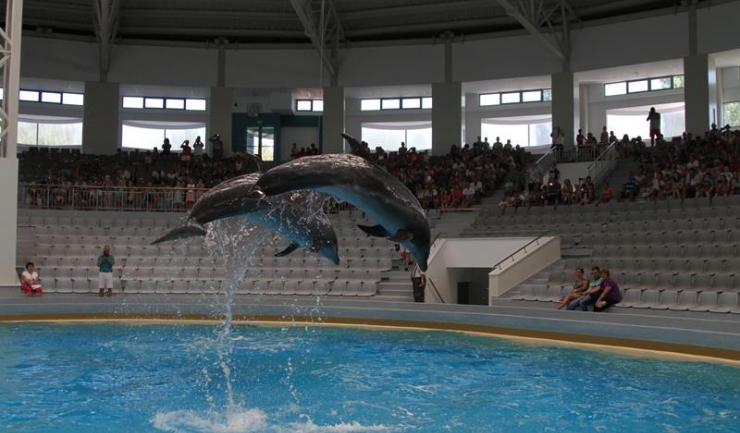 Prima reprezentație a delfinilor va avea loc vineri, 29 iulie, de la ora 15.00