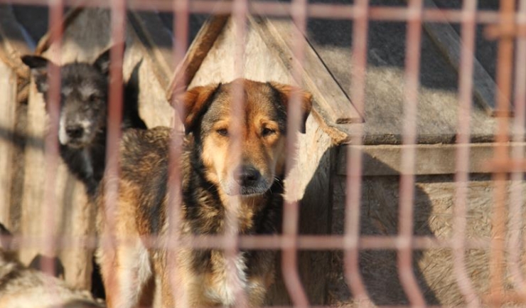 Primăria Constanța nu va mai prelungi contractul cu societatea care se ocupă de câinii comunitari din oraș, care expiră în 4 februarie