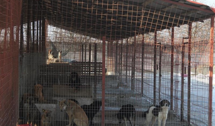 Câinii de la Biobaza Constanța vor fi îngrijiți de 16 voluntari, care au decis pe cont propriu să ajute animalele