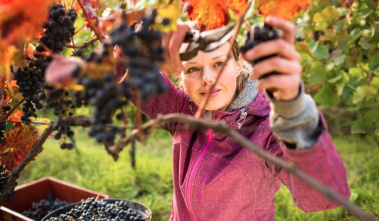 Producătorii de vin din Moldova se pregătesc pentru o recoltă cu până la 20% mai bună decât cea de anul trecut