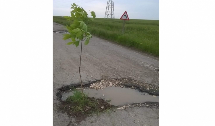 Câțiva oameni care merg pe drumul plin de gropi care leagă localitățile Cobadin și Negrești au plantat copaci în gropile din asfalt, în semn de protest (sursa foto: Facebook)