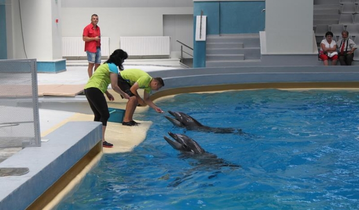 Reprezentațiile publice ale Delfinariului din Constanța sunt suspendate pentru două zile, timp în care delfinii și dresorii lor pregătesc numere surprinzătoare