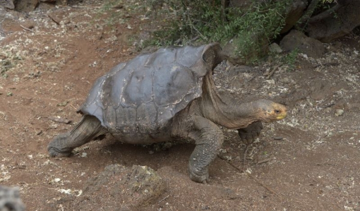 El este Diego, țestoasa care le-a dat pe spate pe femele cu farmecul său