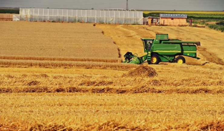 Exporturile autohtone de grâu în UE au crescut puternic, din cauza/datorită calității slabe a recoltei