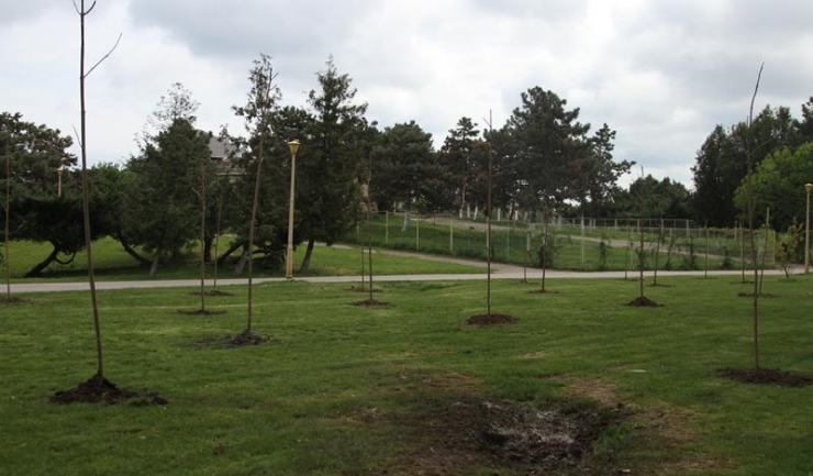 În Parcul Tăbăcărie au fost plantați 82 de copaci Paulownia, care se remarcă prin florile bogate și viu colorate