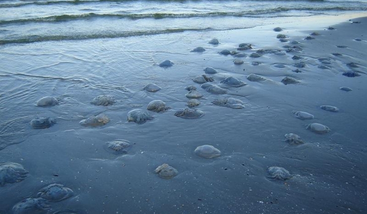 Sute de meduze au ajuns pe țărmul mării din cauza furtunii puternice din larg