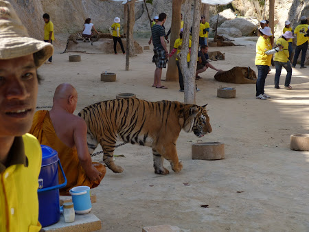 Templul Tigrilor, Thailanda