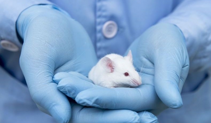 Printr-un dublu tratament, mai mulți cercetători americani au reușit să elimine virusul HIV din organismele unor șoareci infectați
