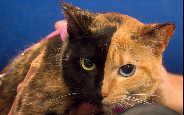 Venus, pisica cu două feţe