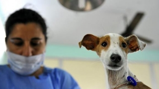 Câinii din Constanța vor fi sterilizați gratuit? Vezi cine a venit cu ideea