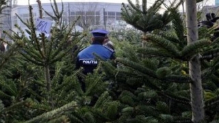 Mii de brazi, confiscaţi de poliţişti în perioada sărbătorilor de iarnă