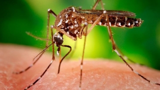 Primul caz de contaminare cu virusul Zika în Austria