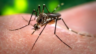 Primul caz de febră Zika diagnosticat în Danemarca