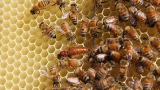 Un sfert din mierea de pe piața internațională este falsificată?!