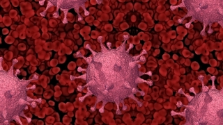 Alte șase cazuri de infectare cu tulpina britanică a coronavirusului, numărul total de cazuri urcând la 26