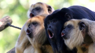 Aproximativ 60% dintre primate sunt pe cale de dispariție