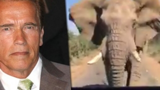 Arnold Schwarzenegger, alergat de un elefant în timpul unui safari în Africa de Sud