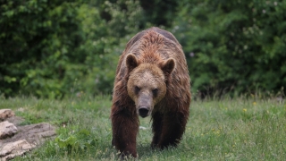 Un bărbat a fost atacat de urs la Braşov