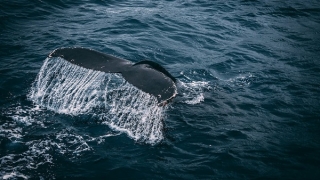 Unsprezece balene pilot eşuate, au fost salvate