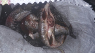 Polițiștii au confiscat 75 de kilograme de pește