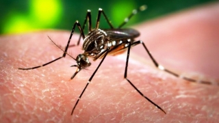 20 de gravide infectate cu Zika, fără complicații