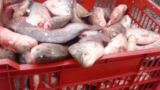 123 de kilograme de pește, confiscate de polițiști