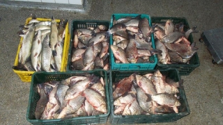 Polițiștii au confiscat aproape 200 kg de pește