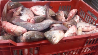 Polițiștii au confiscat aproape 100 kg de pește