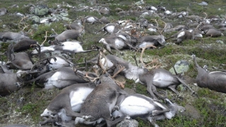 323 de reni omorâți de fulger în Norvegia