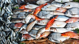 Macroul, regele pieței de pește din România