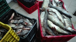 Polițiștii au confiscat 480 de kilograme de pește!