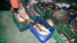 Polițiștii au confiscat aproape 400 de kilograme de pește