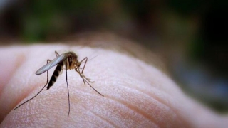 41 de cazuri de transmitere locală a virusului Zika, în Singapore