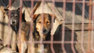 ONG-urile nu au soluții pentru câinii maidanezi, ci amenințări și acuze