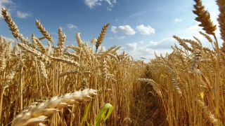 Afacerile cu cereale explodează: în doi ani, profitul a crescut de 5 ori