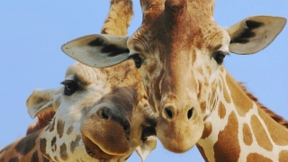 A fost descifrat secretul genetic al girafei