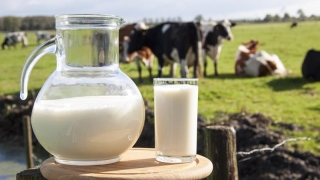 Ajutoare pentru fermierii din sectorul laptelui